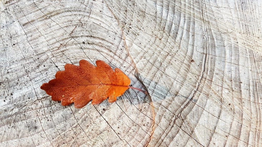 autumn, fall foliage, oak leaf